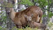 El esfuerzo binacional para conservar el huemul