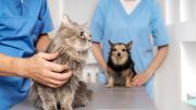 Día del veterinario: por qué se celebra el 6 de agosto en la Argentina, su historia y la importancia del cuidado de las mascotas
