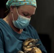 Bárbara, la veterinaria de Junín de los Andes que se abocó a la atención de animales silvestres