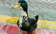 Denunciaron a un pato por agredir a otras mascotas en Mendoza y se generó una insólita polémica