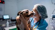 Día del Veterinario: ¿por qué se celebra cada 6 de agosto en Argentina?