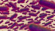 Salmonella en EEUU: el nuevo alimento que la FDA ordena retirar por posible contaminación