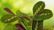 Maranta leuconera: la exótica planta de interior que baila con sus hojas al llegar la noche