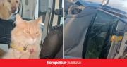 Volcaron en la ruta, se salvaron de milagro y ahora buscan a su gato