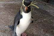 El Pingüino de Penacho Amarillo de Las Grutas busca un nombre: invitan a los más chicos a elegirlo
