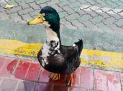 Denunciaron al pato Juan y lo desplazaron de una vereda por agredir mascotas: ahora tiene abogado 