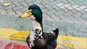Mendoza: denunciaron al pato Juan por agredir a mascotas y ahora tiene abogado
