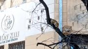 Así rescataron a un gato que quedó atrapado en un árbol en Colegiales
