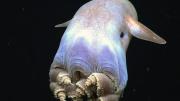 Hallazgo histórico en el mar argentino: el pulpo “Dumbo” que fascina a los especialistas