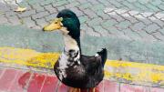 Insólita disputa por un pato en pleno centro de Mendoza: hasta intervino un abogado