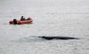 Una ballena sorprendió en Mar del Plata y fue escoltada fuera del puerto