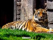 Un zoológico en Dinamarca pide mascotas de la gente para alimentar a sus animales