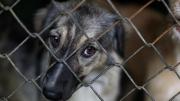 ¿Cómo denunciar un caso de maltrato animal ante el Ministerio Público? Estos son los pasos a seguir