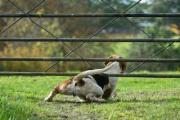 Intentó salvar a su perro, se electrocutó y murió tras caerle un horno encima