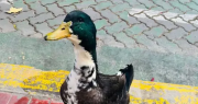 El insólito caso del pato Juan en Mendoza: lo denunciaron por agredir a mascotas y toda la ciudad saltó a defenderlo