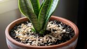 Pocos lo saben: por qué debes colocar viruta en el sustrato de la sansevieria o lengua de suegra