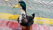 El pato Juan y su defensa legal: el concepto de familia interespecie y de animal sintiente