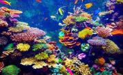 Gran Barrera de Coral sufre su mayor deterioro