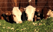 Optimismo ganadero y lechero en el campo argentino pese a la crisis agrícola