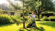 Cuál es el mejor momento para podar los pinos del jardín, según expertos en jardinería