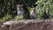 VIDEO Renace el yaguareté: una cría salvaje irrumpe en El Impenetrable tras 35 años