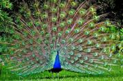 LAS PLUMAS DE PAVO REAL DISPARAN RAYOS LÁSER: Millones de nanoestructuras manipulan la luz