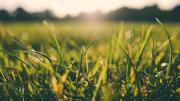 Cómo cuidar el césped en agosto para tenerlo verde y radiante en septiembre, según expertos en jardinería