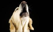 ¿Por qué los perros aúllan por las noches?