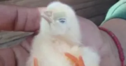 ¡Insólito! En Sarmiento nació un pollito de cuatro patas