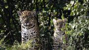 Nació el primer yaguareté silvestre en El Impenetrable chaqueño luego de 35 años
