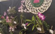 Sexta exposición de orquídeas reconoce trayectoria del cultivador Richard García – Correo del Caroní