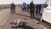 Península Valdés: turistas admiraban guanacos y ocurrió un accidente