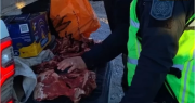 Atraparon en Ullum una banda de cazadores furtivos con tres guanacos muertos