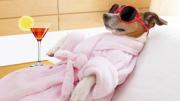Adiós a la culpa: hoteles y guardería para pero son la opción para tu amigo peludo
