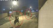 Video: Delincuentes se roban tres caballos y huyen cabalgando en los animales