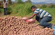 Liberan semillas certificadas de papa Huaycha para la comercialización