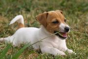 Nutrición animal: clave para una vida larga y feliz de tu mascota