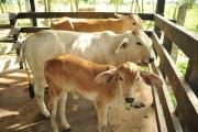 Pilar en la economía: Sube faenado y producción de carne en Bolivia