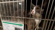 Las redadas del ICE y las mascotas: este es el destino de los animales separados de sus dueños