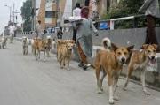 India ordena capturar decenas de miles de perros callejeros en Nueva Delhi