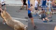 VIDEO VIRAL: Toro le dio una patada en la cara a un hombre en pleno festival en España