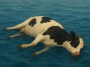 Vacas muertas en el mar Mediterráneo: por qué sucedió y la explicación detrás del extraño suceso