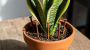 Pocos lo saben: por qué debes colocar clavos oxidados en el sustrato de tu sansevieria o lengua de suegra