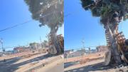 VIDEO VIRAL: Construyó “una casa de tres pisos” en un árbol de EEUU y ahora causa furor en las redes sociales