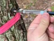 Descubren que un solo árbol alberga un billón de bacterias en su madera