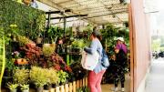 Compran plantas para alejar malas energías: conozca variedades y precios