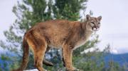 Brutal ataque de un puma a una niña en EEUU: Todo ocurrió cuando daba de comer a sus gallinas en casa