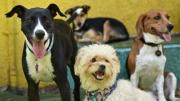 Escándalo en Nueva York: médico robó fondos de un hospital para dar una vida de lujo a sus perros