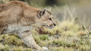 Terror en Malibú: puma ataca a una niña mientras alimentaba gallinas en el patio de su casa
