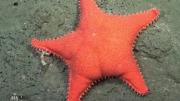 Una fábrica de pastas creó sorrentinos con la forma de la “estrella culona” del CONICET